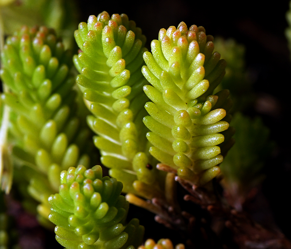 Image of Sedum sexangulare specimen.