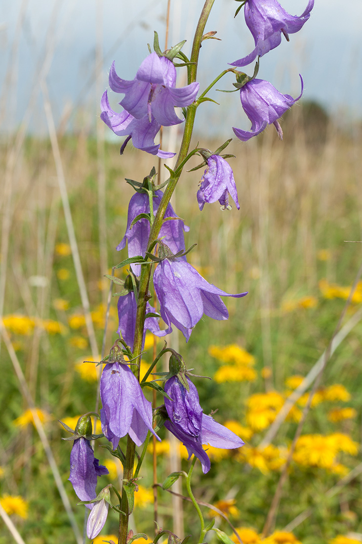 Изображение особи Campanula rapunculoides.