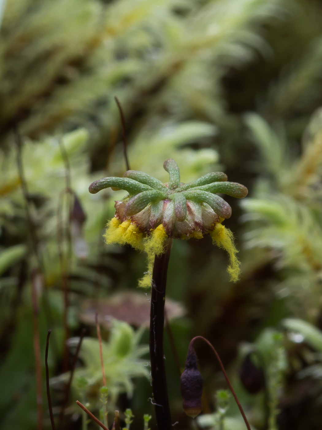 Изображение особи Marchantia polymorpha.