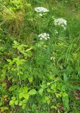 Смотреть изображение Selinum carvifolia