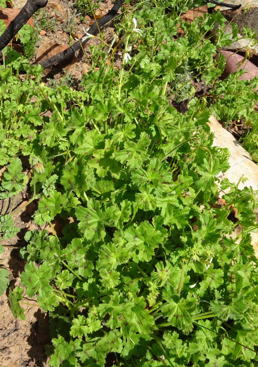 Изображение особи Pelargonium elongatum.