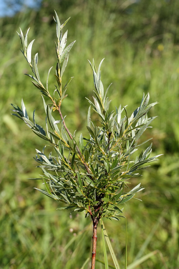 Image of Salix rosmarinifolia specimen.