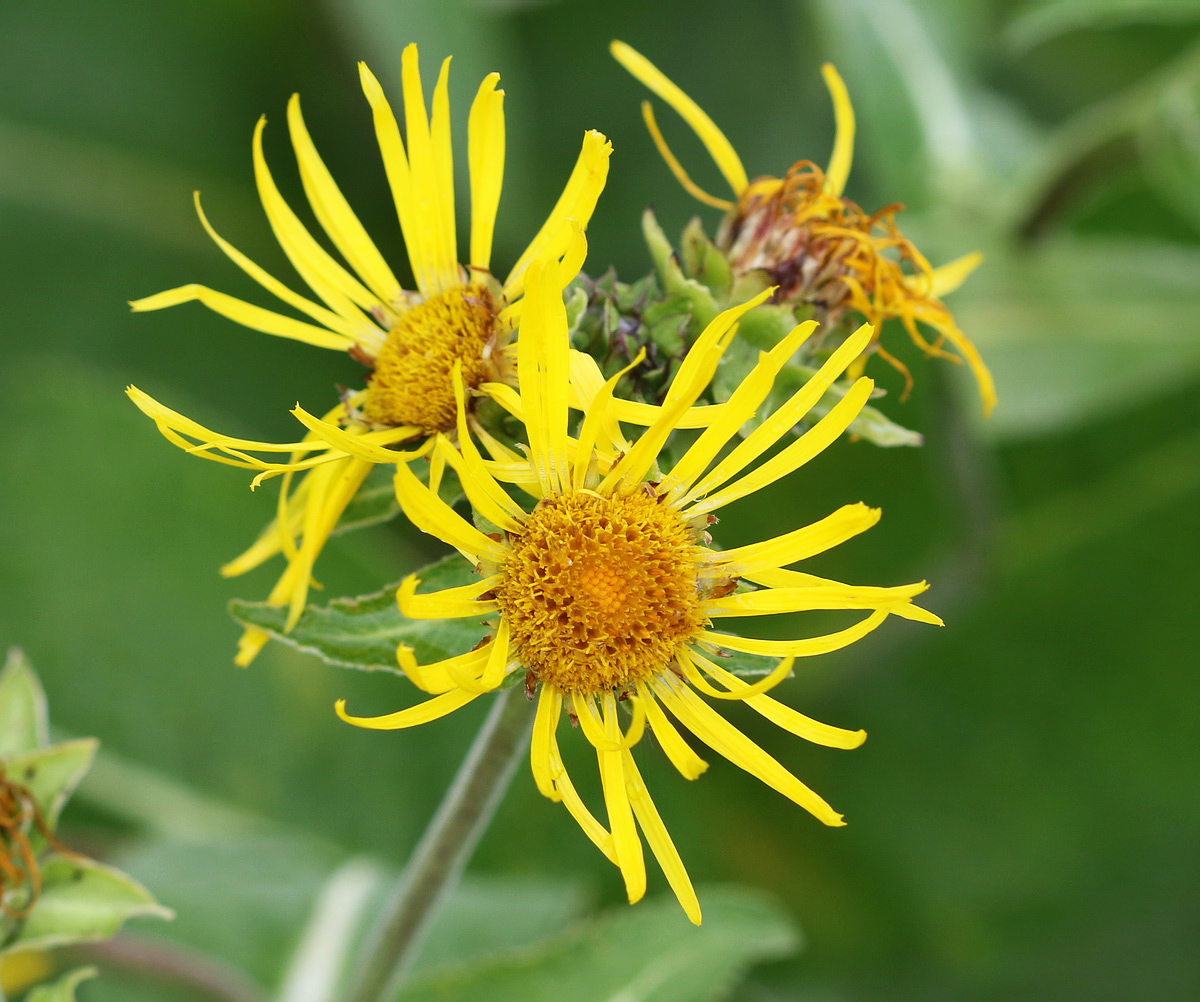 Изображение особи Inula helenium.