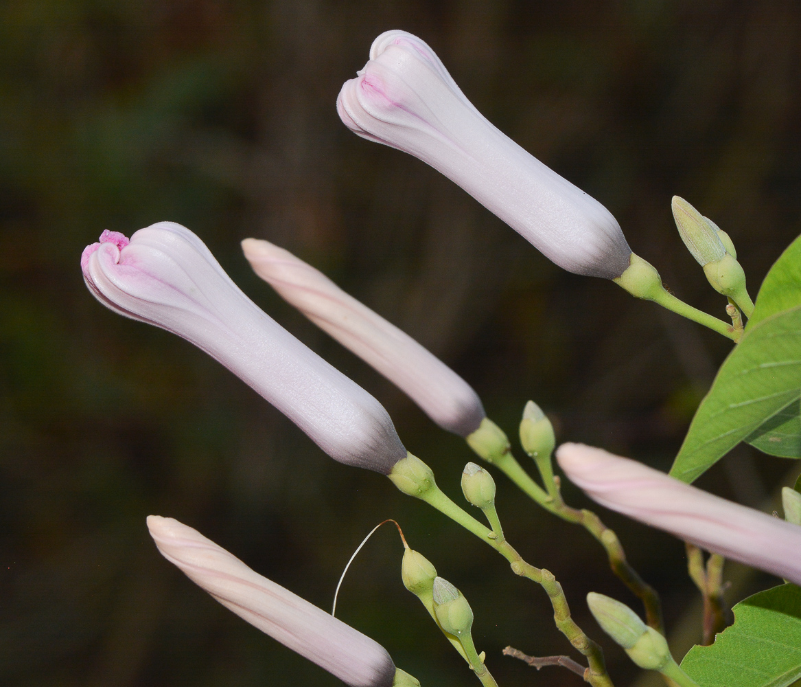 Изображение особи семейство Convolvulaceae.