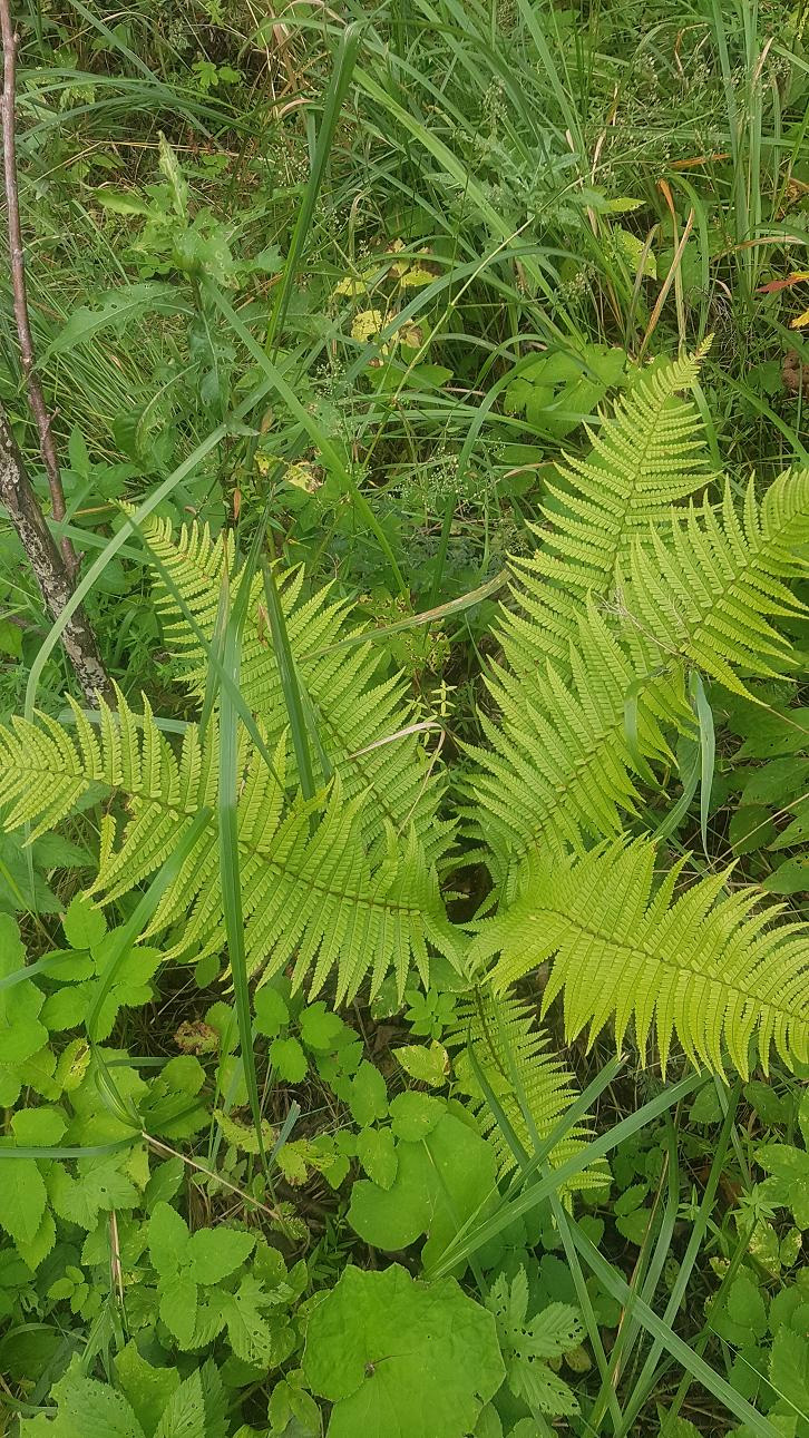 Image of Dryopteris affinis specimen.