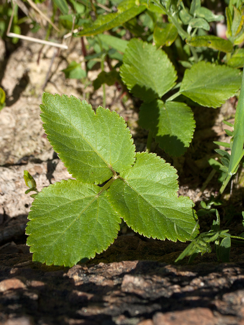 Image of Archangelica litoralis specimen.