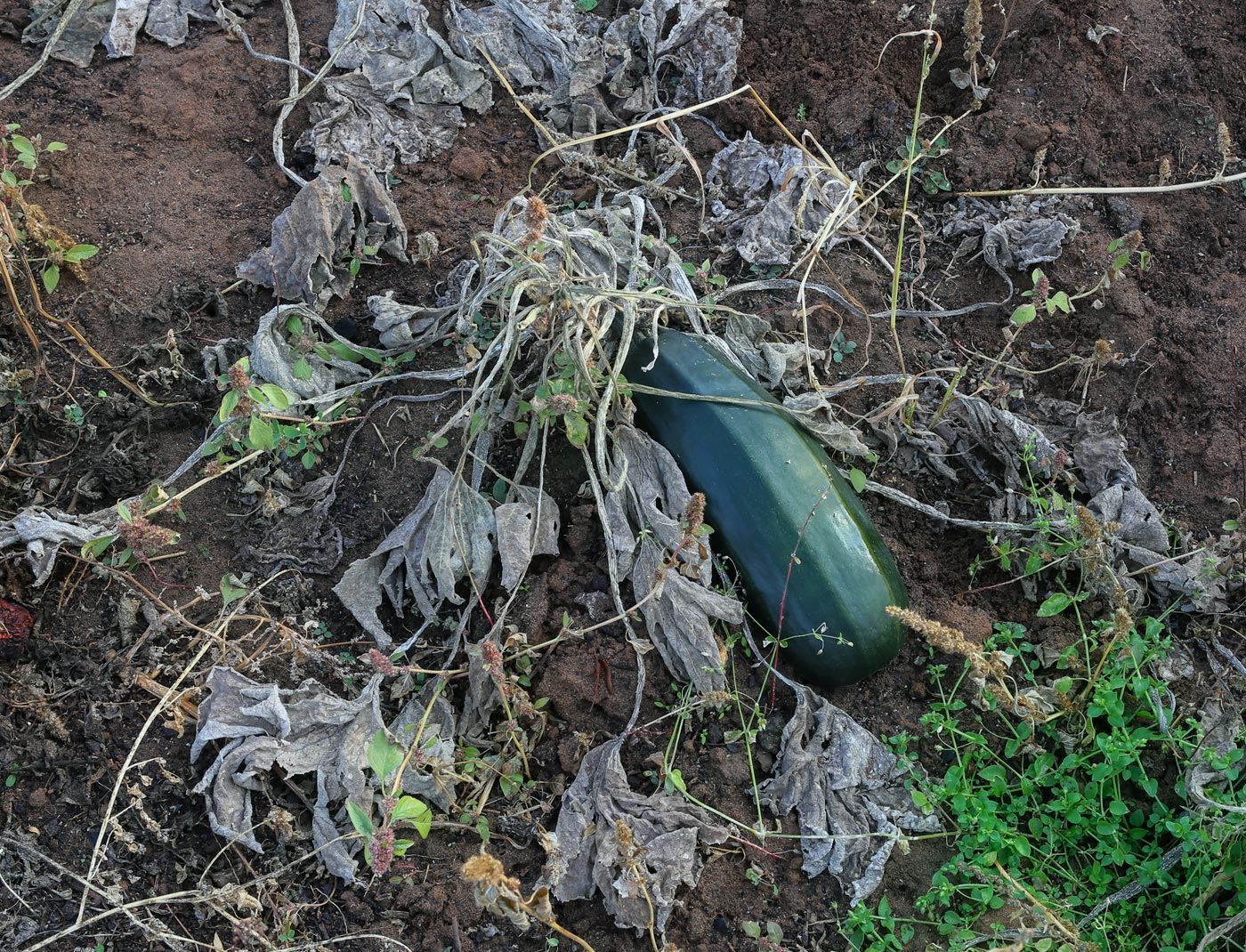 Изображение особи Cucurbita pepo.