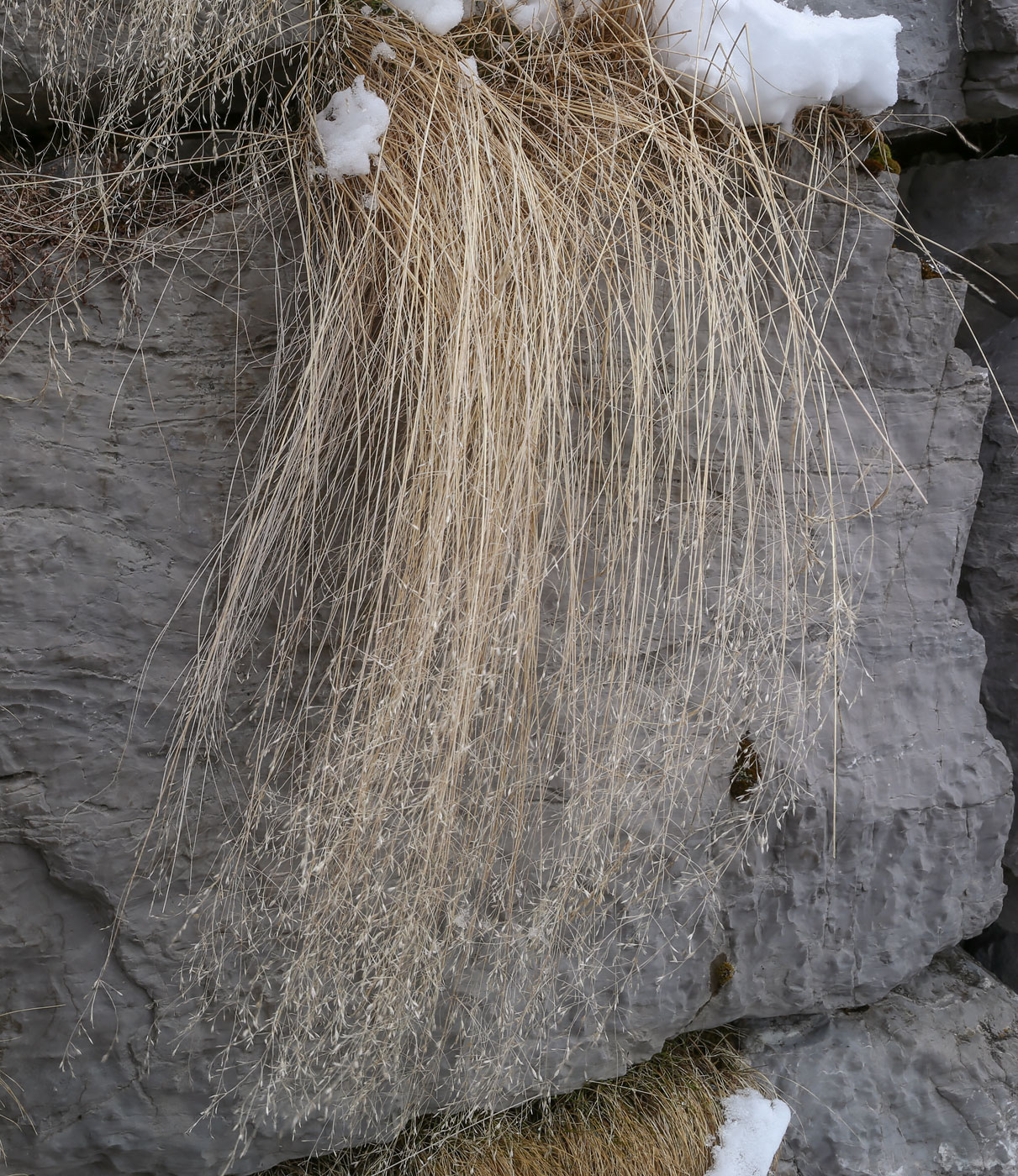 Image of Poa tanfiljewii specimen.