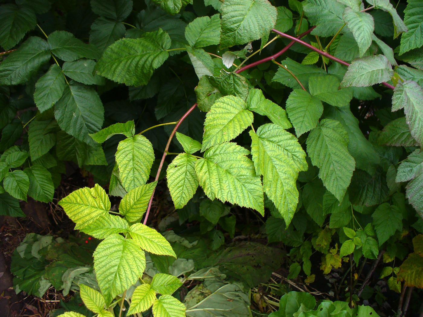 Image of Rubus idaeus specimen.