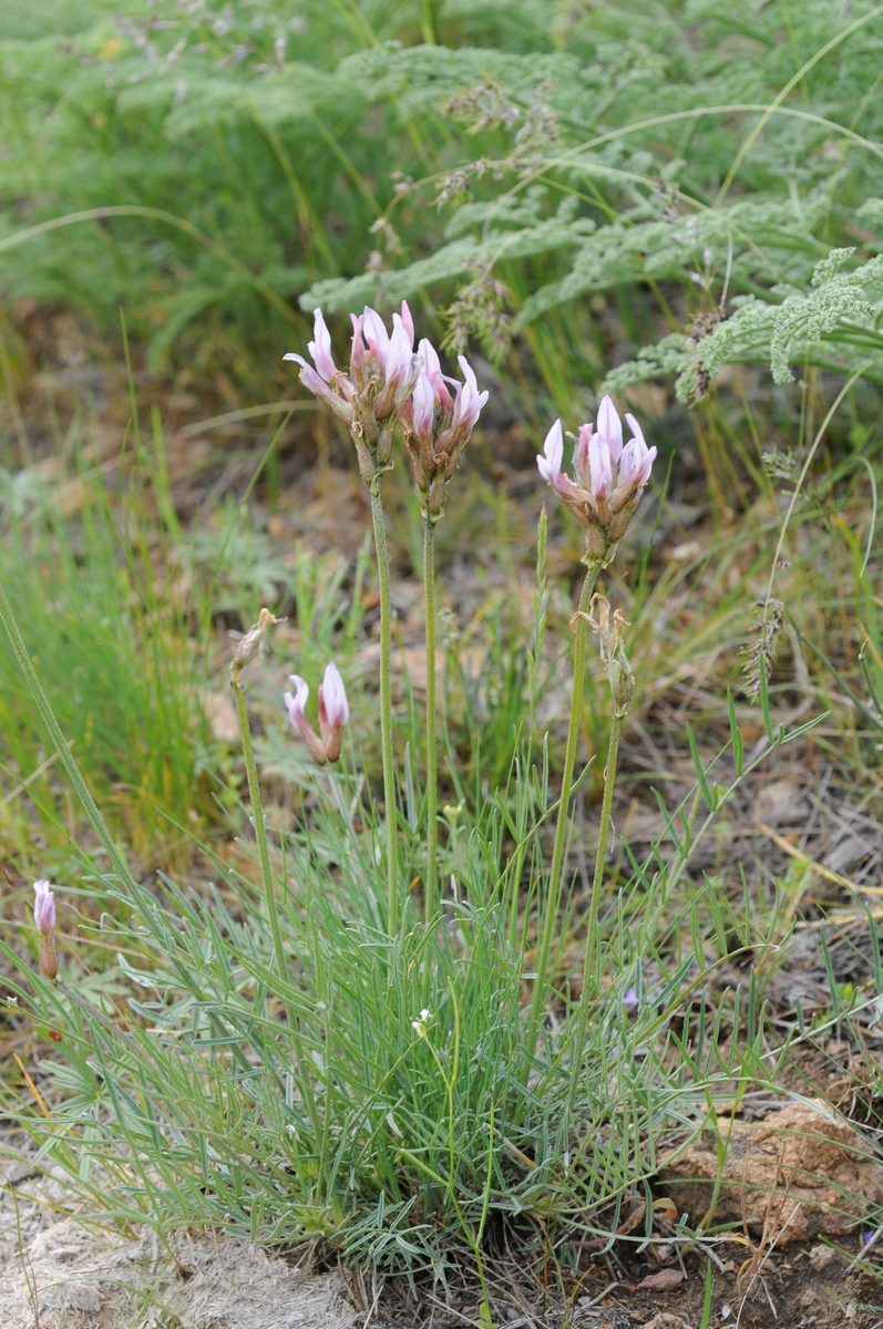 Image of Astragalus angustissimus specimen.