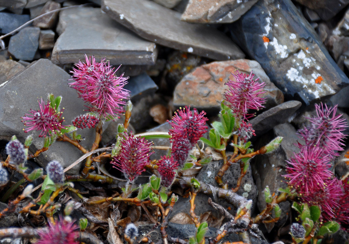 Image of genus Salix specimen.