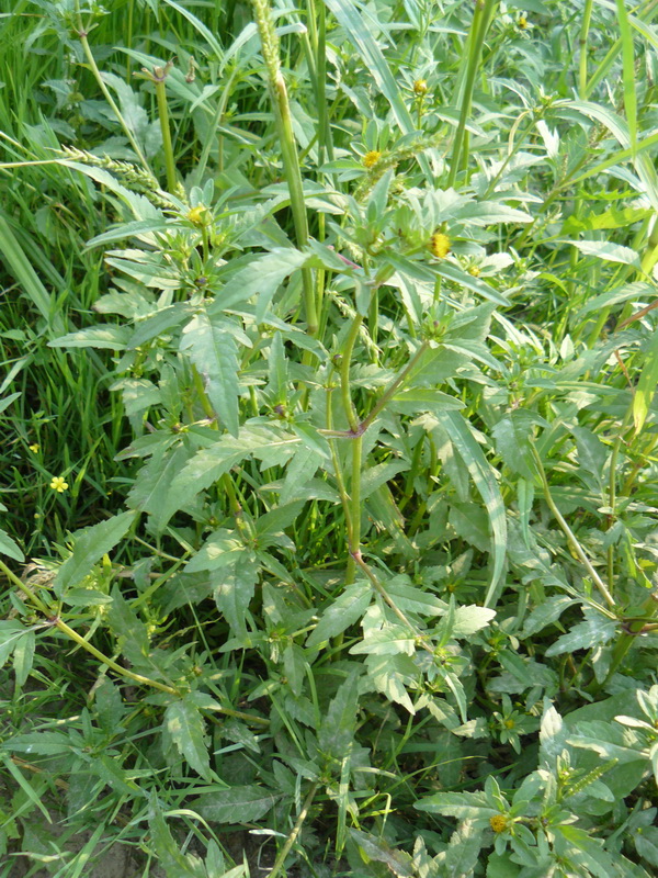 Image of Bidens tripartita specimen.