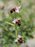 Ophrys oestrifera. Часть соцветия. Крым, окр. с. Зеленогорье, ущ. р. Пананьян-Узень, пойма, среди камней. 28 мая 2020 г.