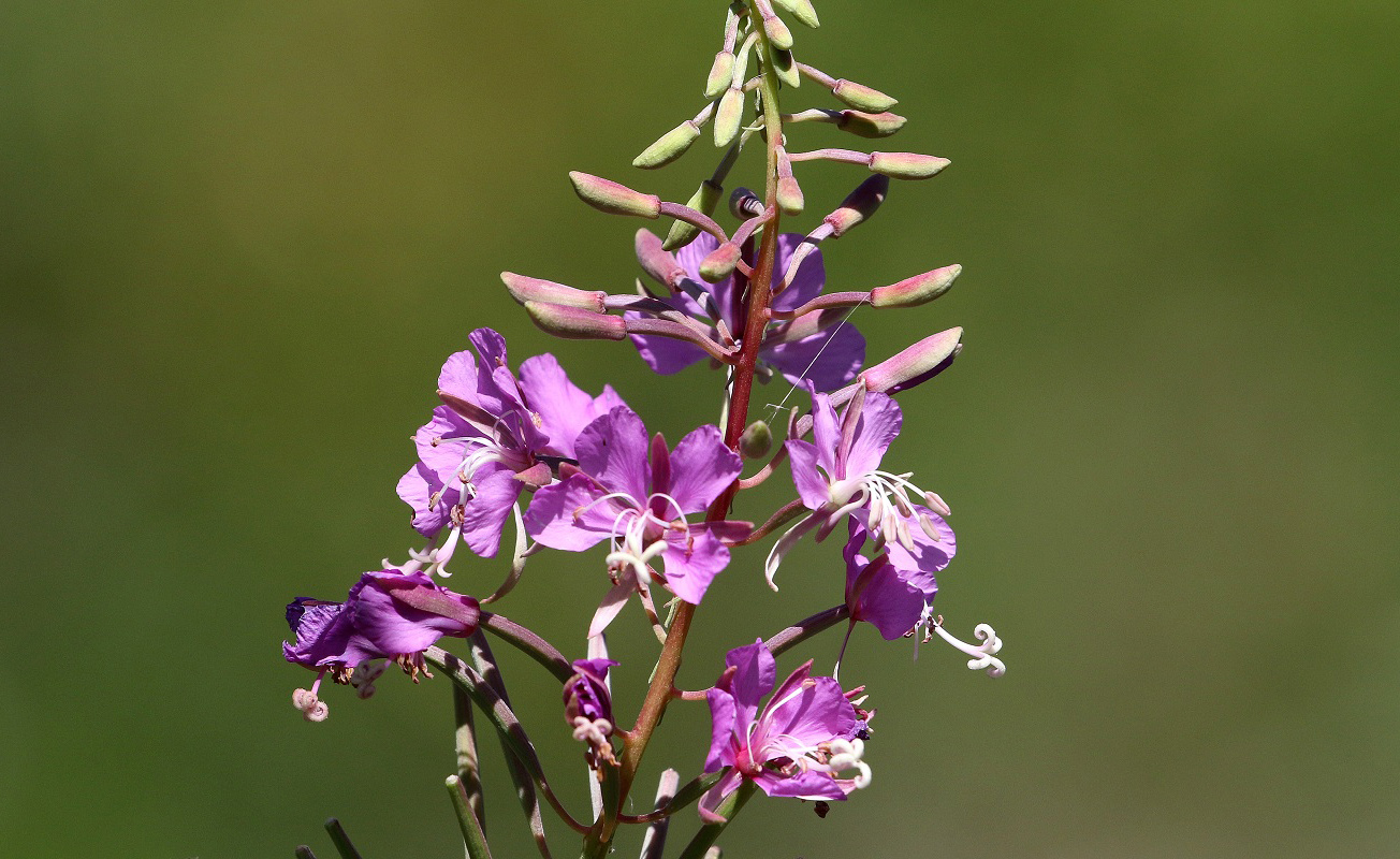 Image of Chamaenerion angustifolium specimen.