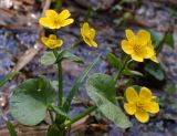 Caltha palustris