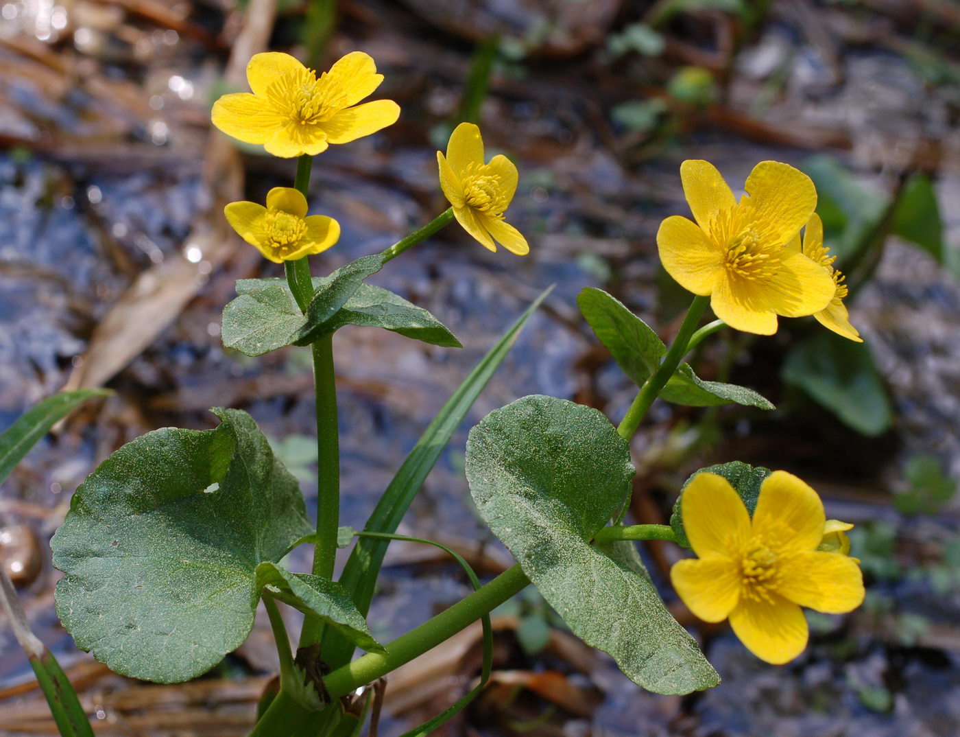 Изображение особи Caltha palustris.