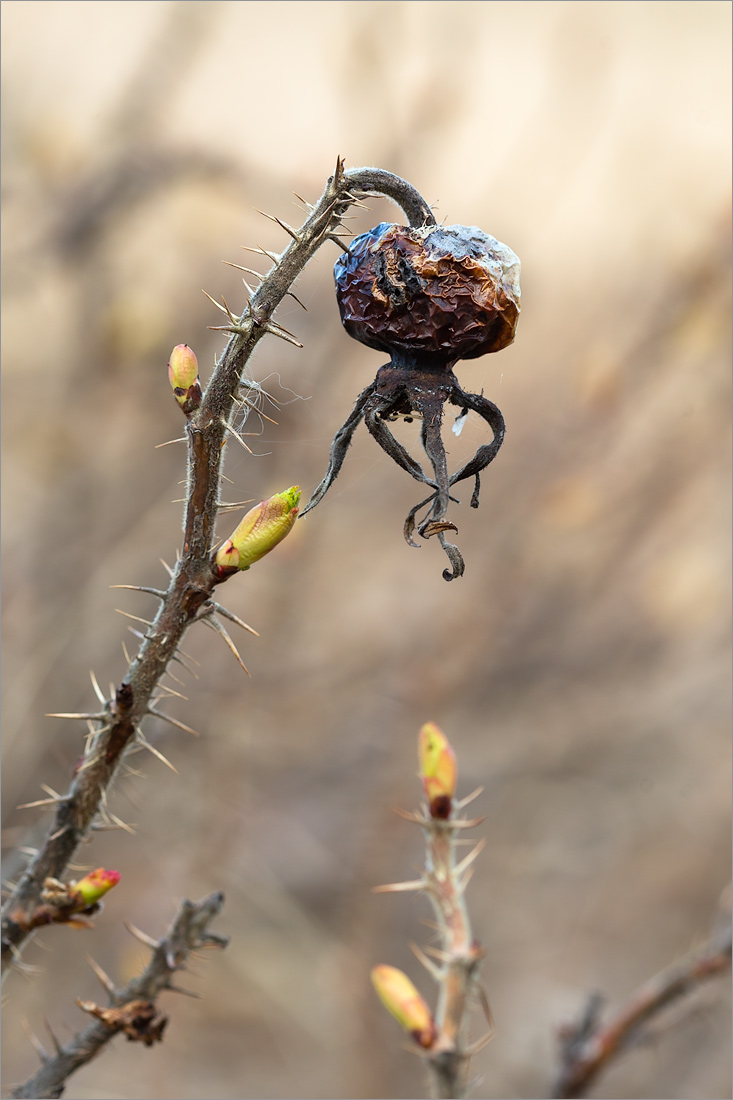 Image of Rosa rugosa specimen.