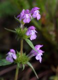 Galeopsis ladanum