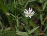 Смотреть изображение Stellaria hebecalyx