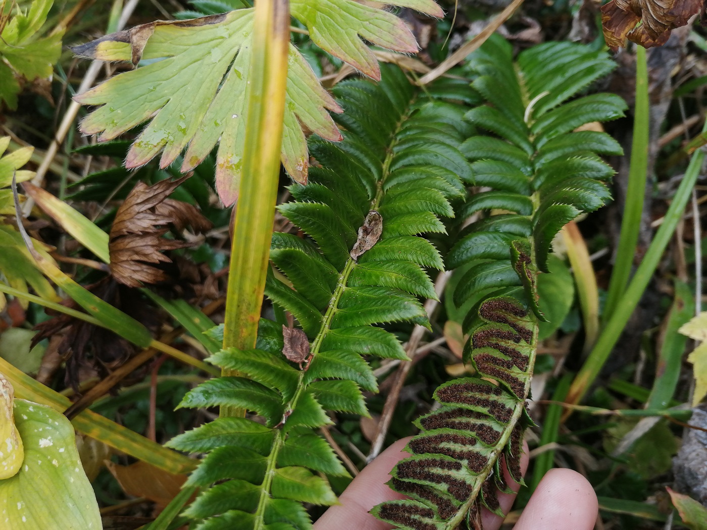 Изображение особи Polystichum lonchitis.