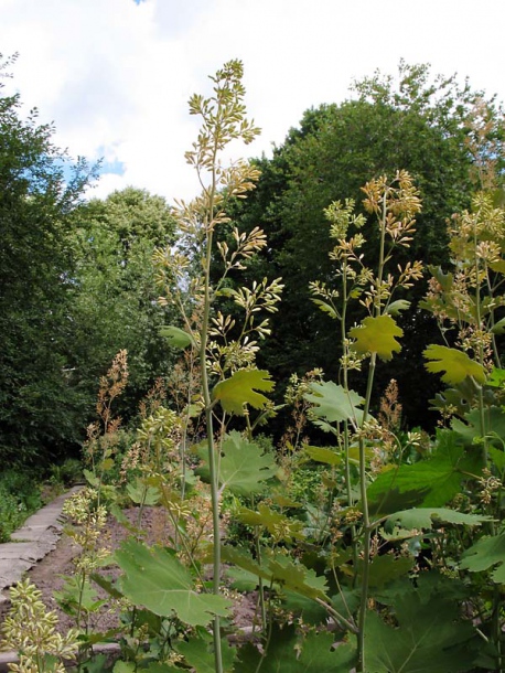 Изображение особи род Macleaya.