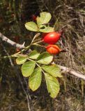 Rosa rubiginosa