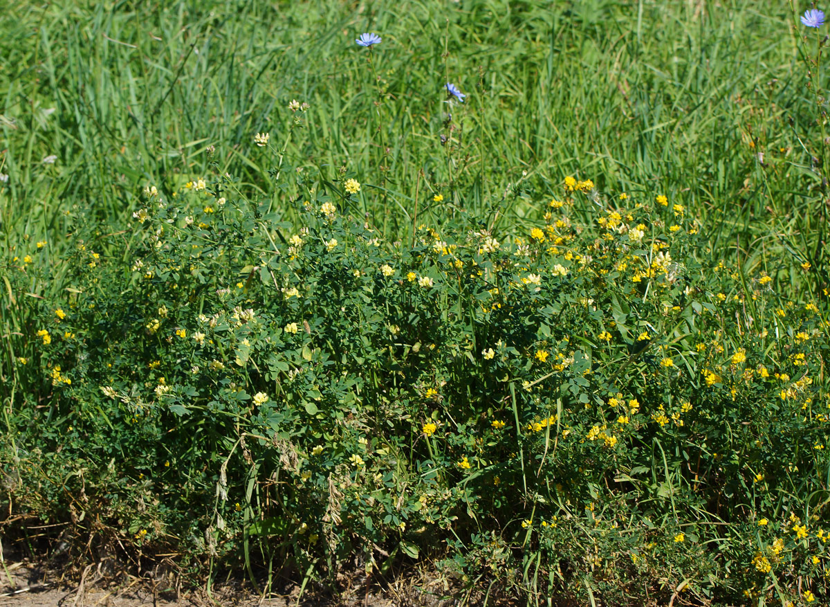 Image of Medicago &times; varia specimen.