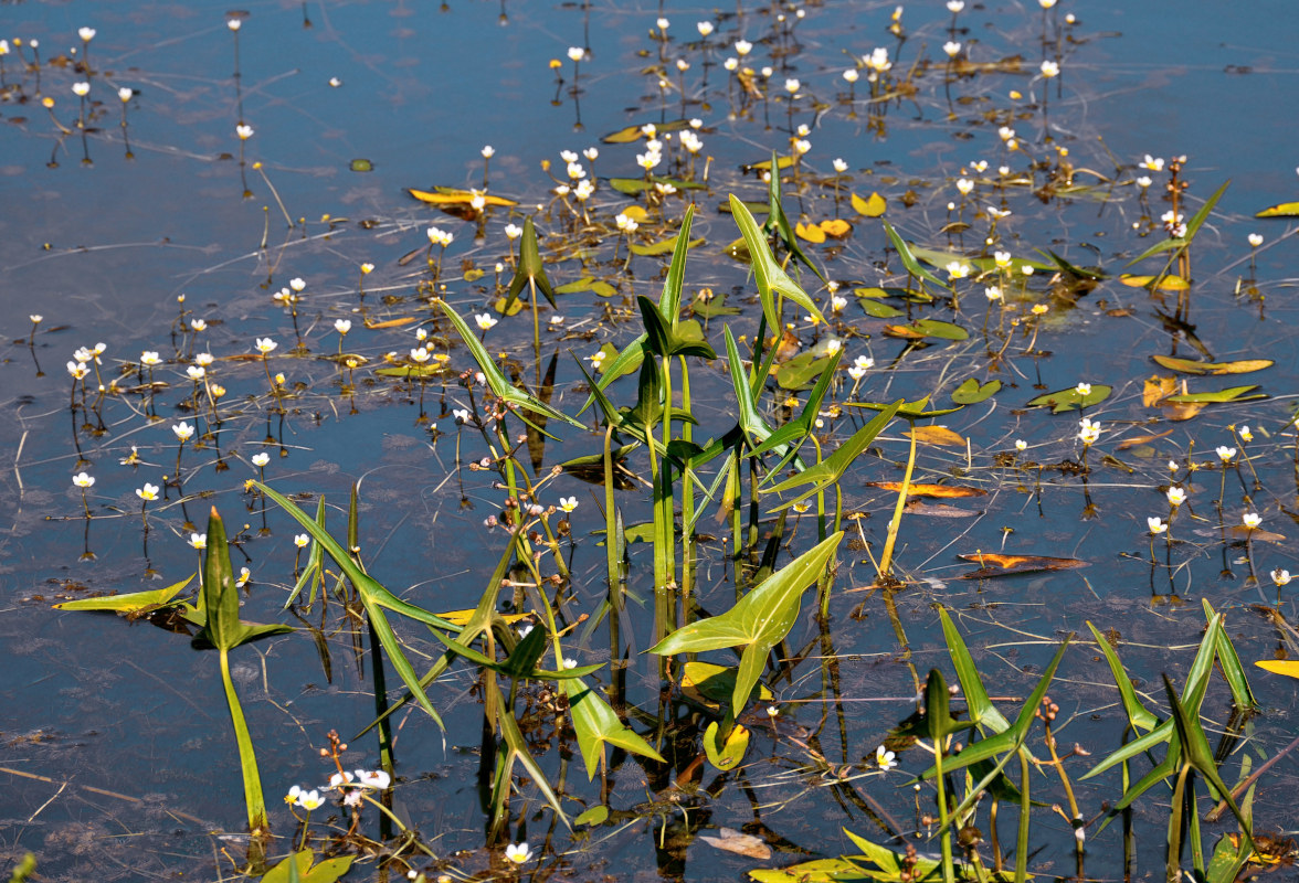 Изображение особи Sagittaria sagittifolia.