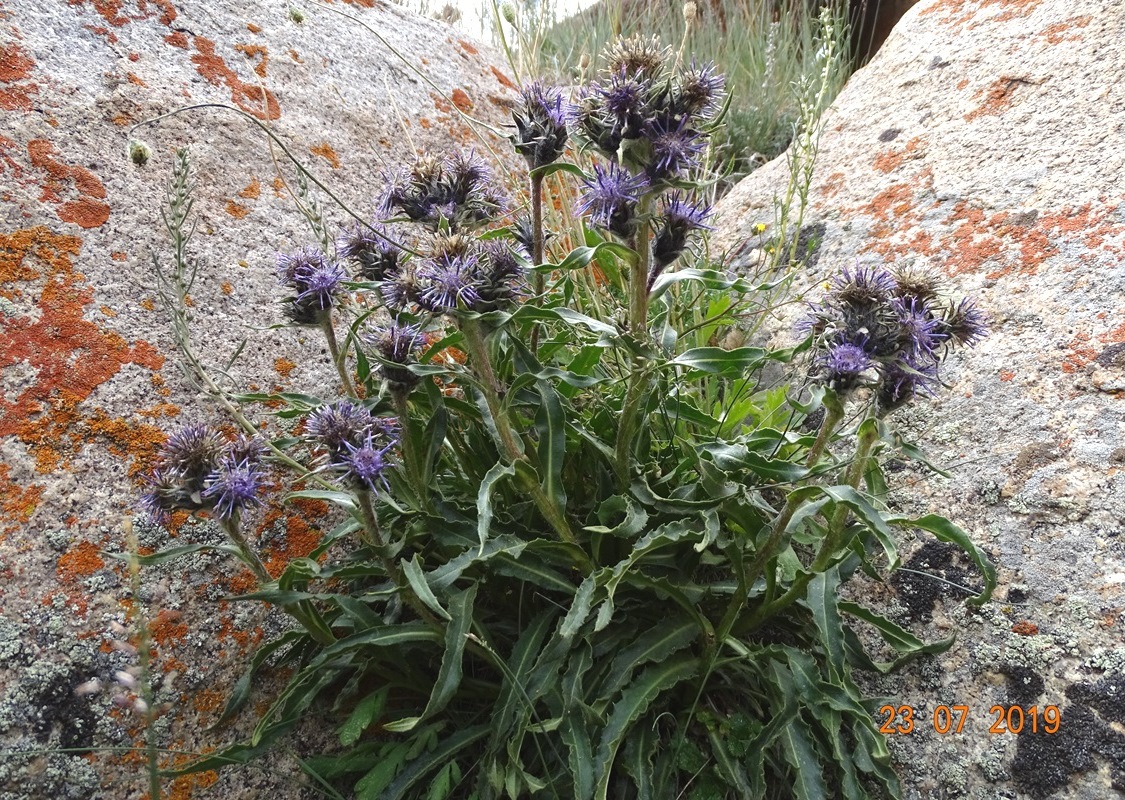 Image of Saussurea odorata specimen.