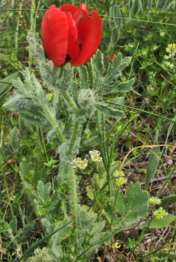 Image of Glaucium corniculatum specimen.