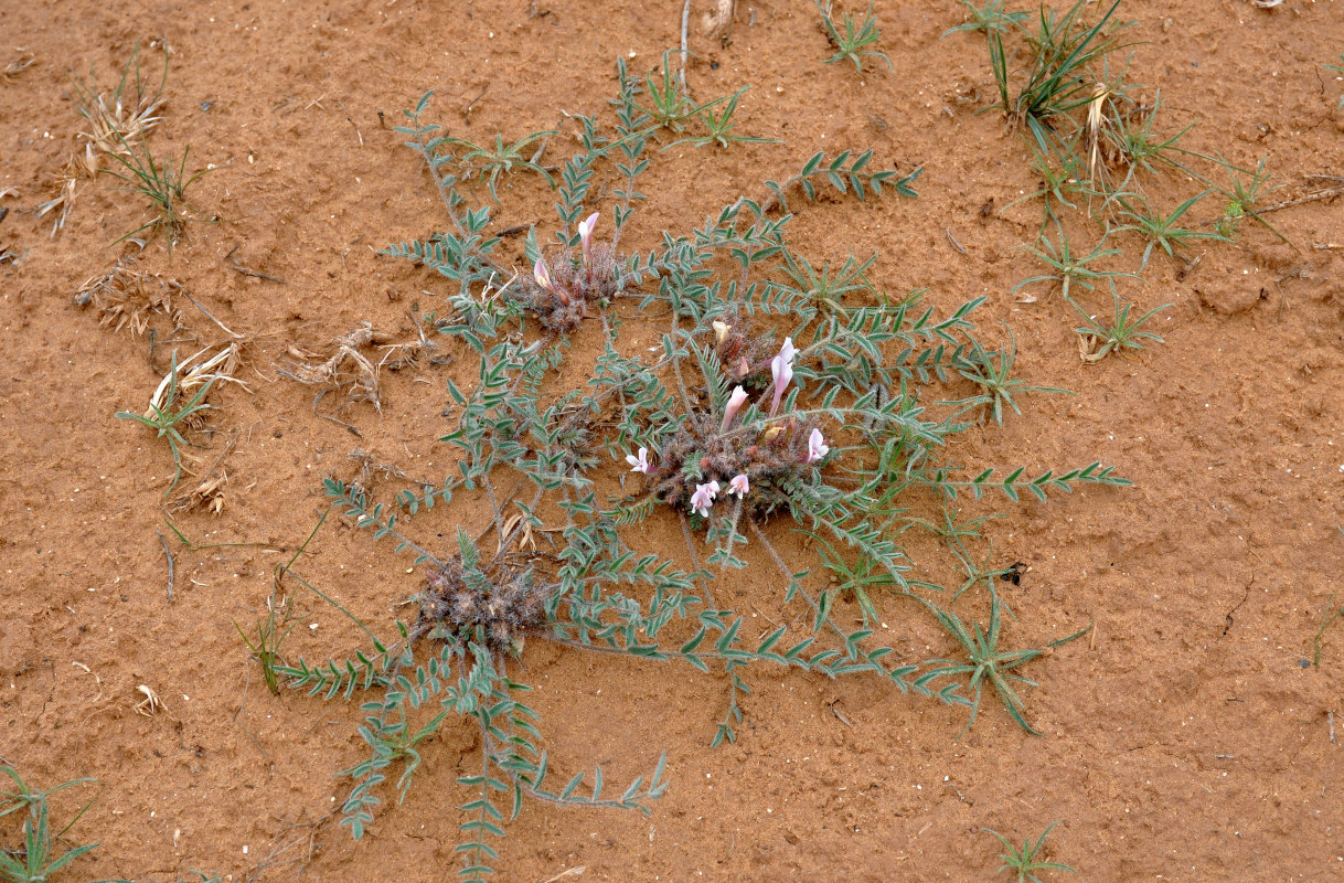 Изображение особи Astragalus dolichophyllus.