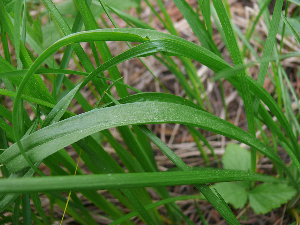 Изображение особи Scorzonera radiata.