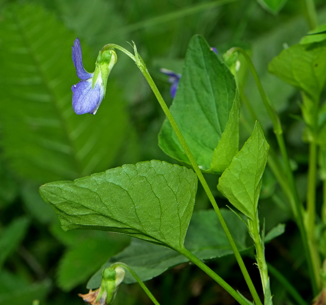 Изображение особи Viola reichenbachiana.