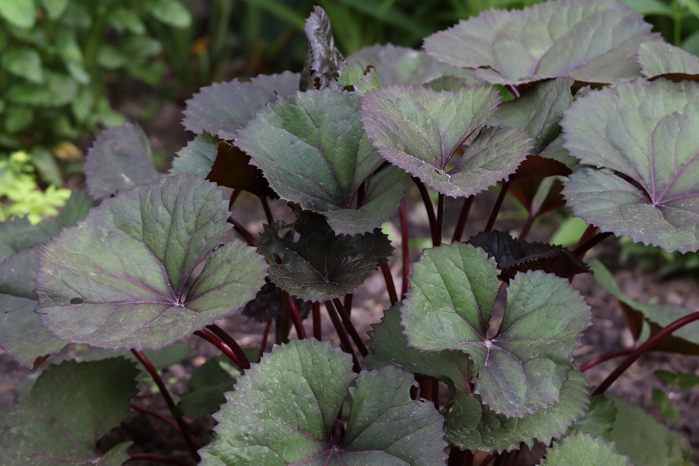 Image of Ligularia dentata specimen.