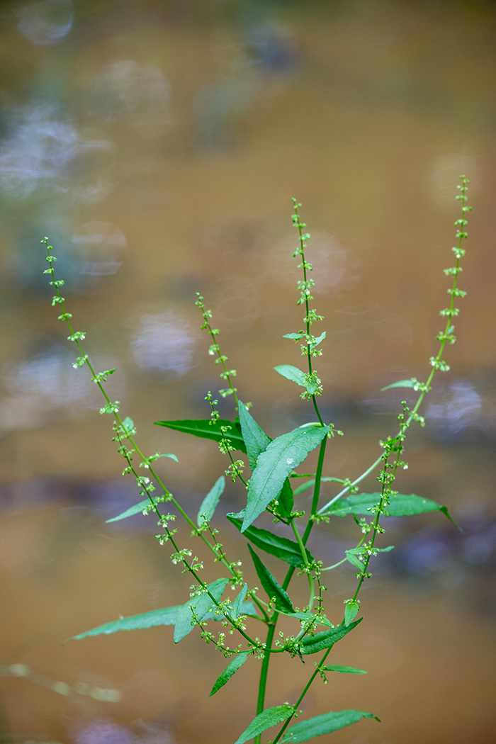 Image of genus Rumex specimen.