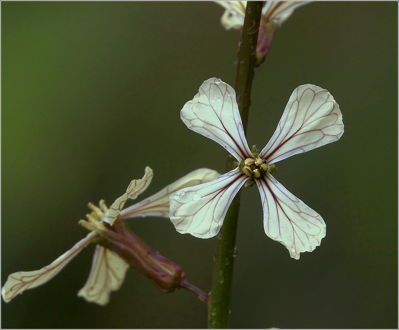 Изображение особи Eruca sativa.