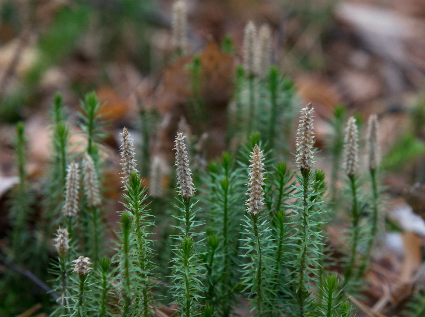 Изображение особи Lycopodium annotinum.