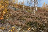 Calluna vulgaris