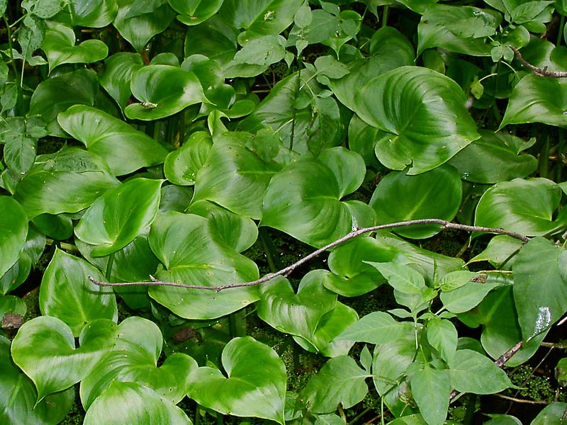 Изображение особи Calla palustris.