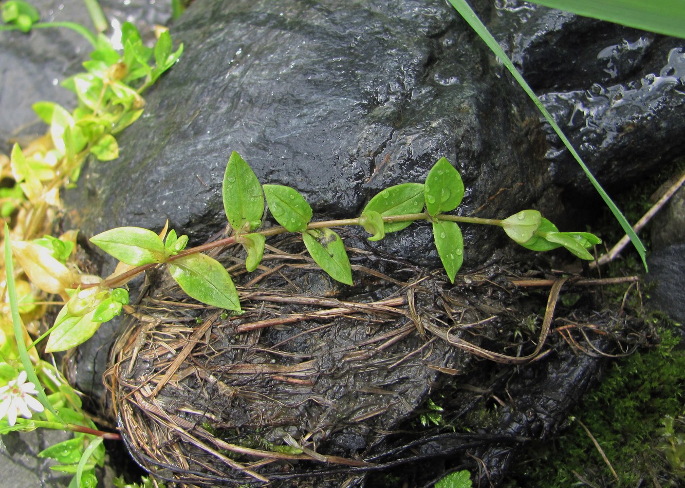 Image of Stellaria anagalloides specimen.