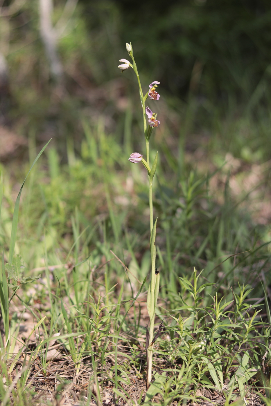 Изображение особи Ophrys apifera.