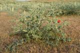 Cousinia resinosa. Вегетирующее растение. Узбекистан, г. Самарканд, городище Афрасиаб, выбитая скотом степь на лёссовых холмах. 9 мая 2022 г.