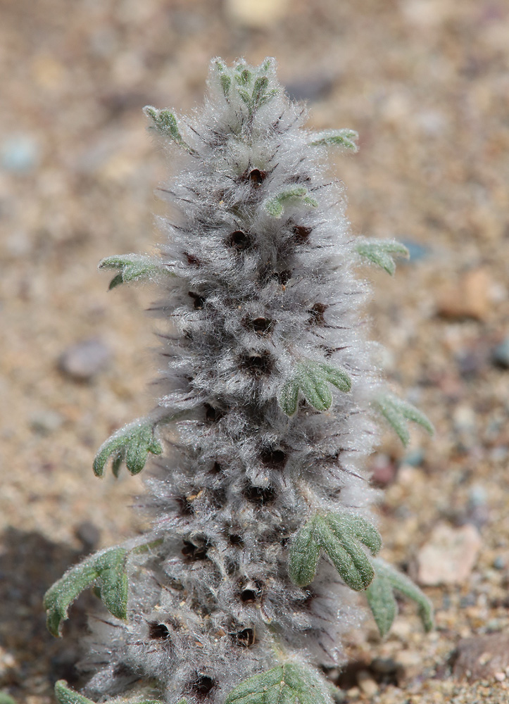 Image of Lagopsis marrubiastrum specimen.