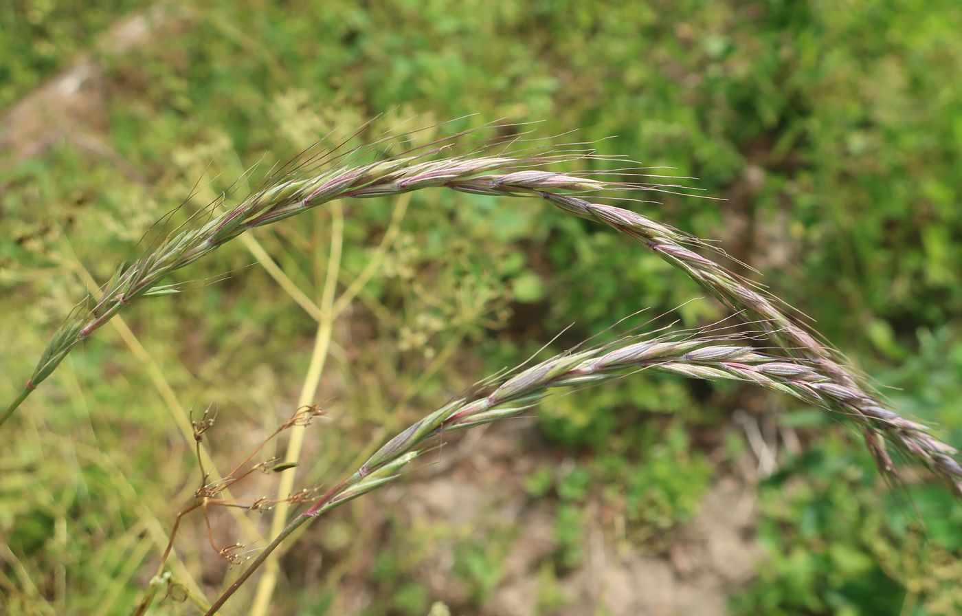 Image of Elymus caninus specimen.