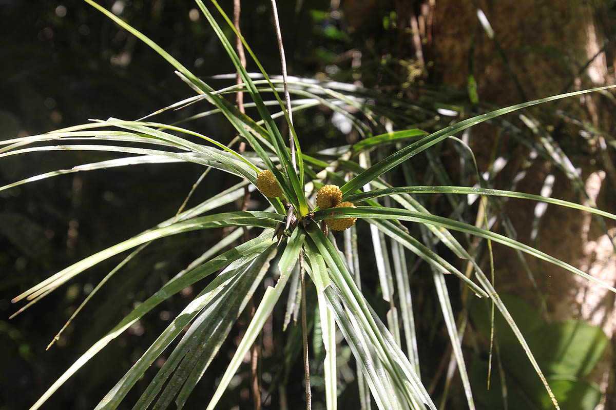 Изображение особи род Freycinetia.