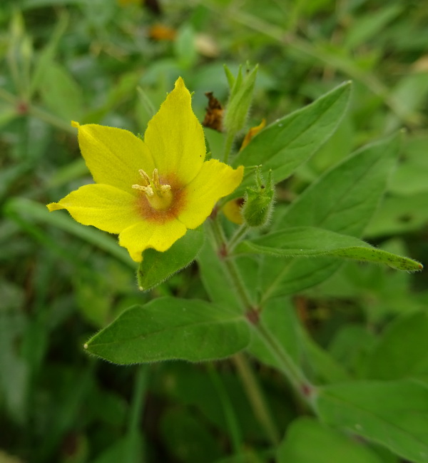 Image of Lysimachia punctata specimen.