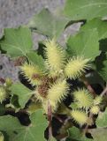 Xanthium orientale