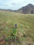 Aconitum gubanovii