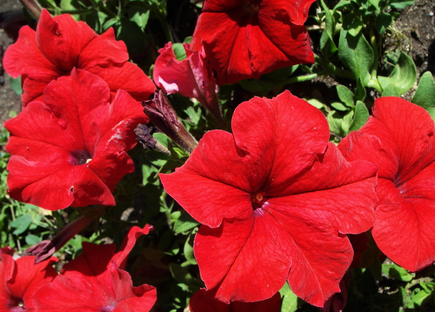 Image of Petunia &times; hybrida specimen.