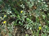 Potentilla argentea